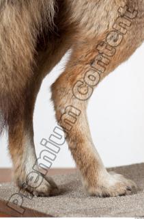 Wolf leg photo reference 0006